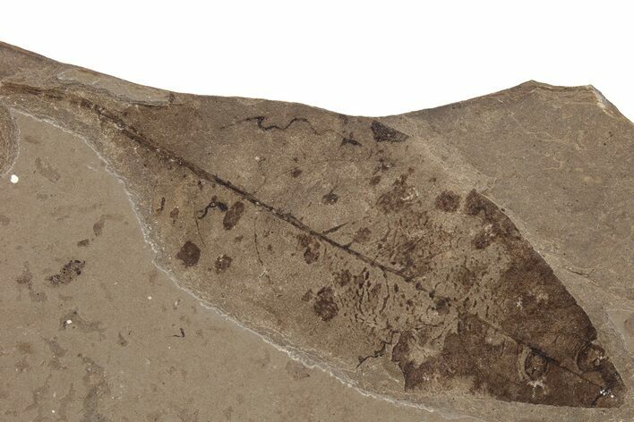 Fossil Leaf (Decodon?) - McAbee, BC #237723